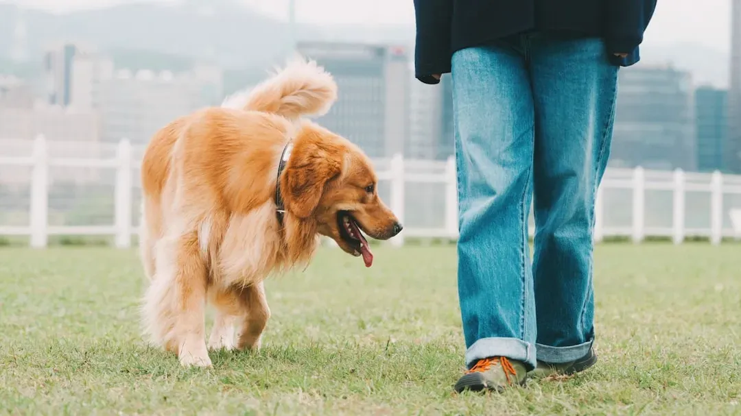 The Tail: Your Dog's Emotional Thermometer (Image Credits: Unsplash)