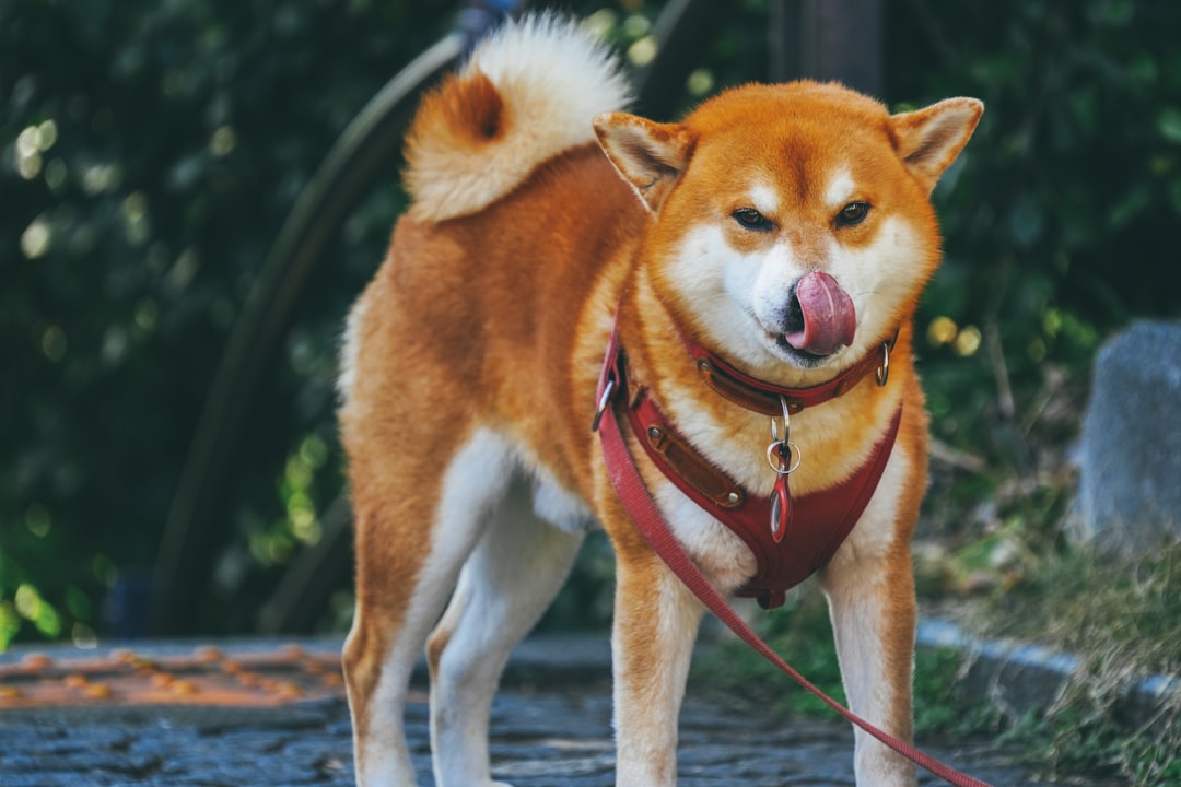 #9. Akita (Image Credits: Unsplash)