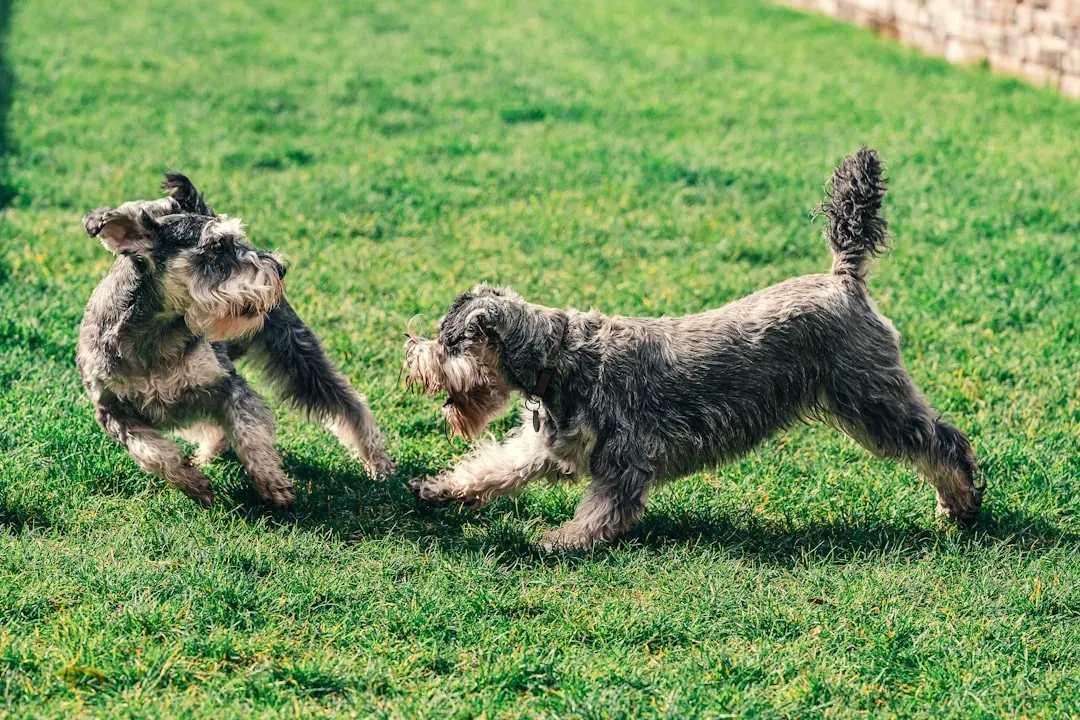 Conclusion: Choosing a Dog Who Stays Young Where It Counts (Image Credits: Unsplash)