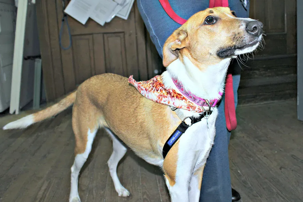 They're Hardwired to Say Hello at Eye Level (Image Credits: Flickr)