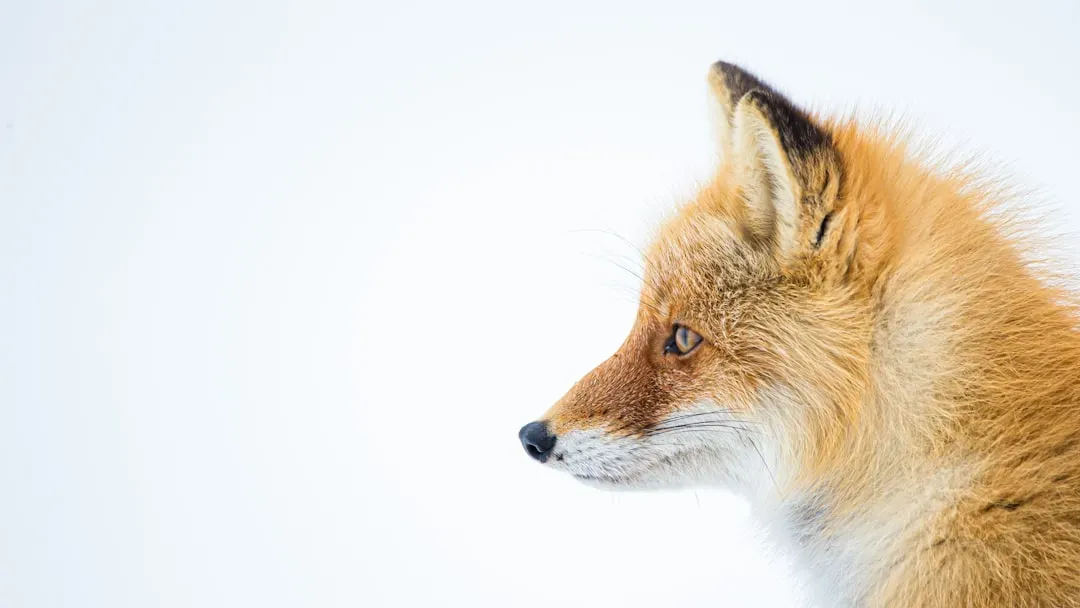 9. Their Coats Are More Versatile Than They Look (Image Credits: Unsplash)