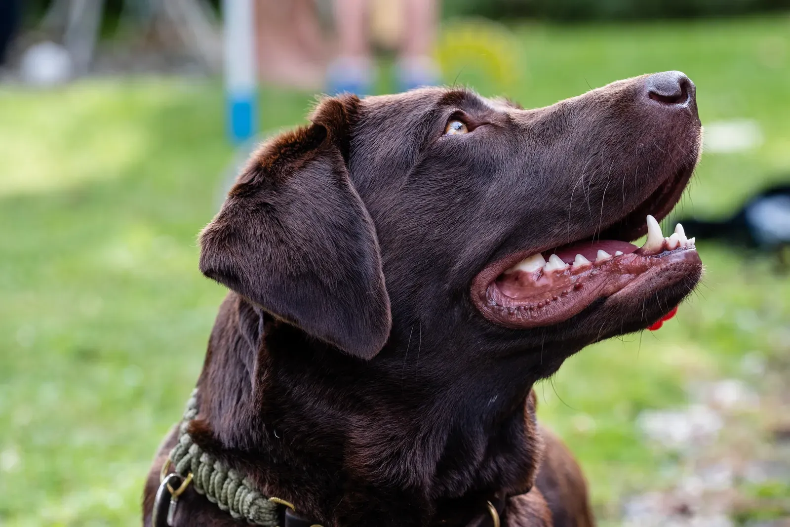 Sagittarius: Labrador Retriever (By Dktue, CC0)