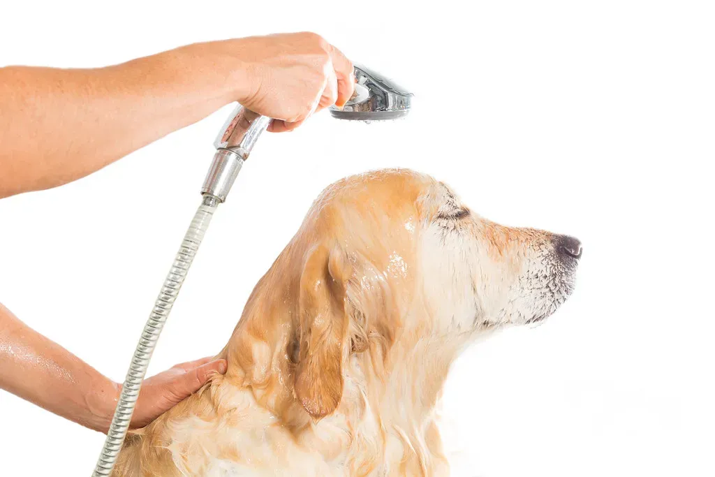 #12 - The "Velcro Dog" Bathroom Shadow (aqua.mech, Flickr, CC BY 2.0)