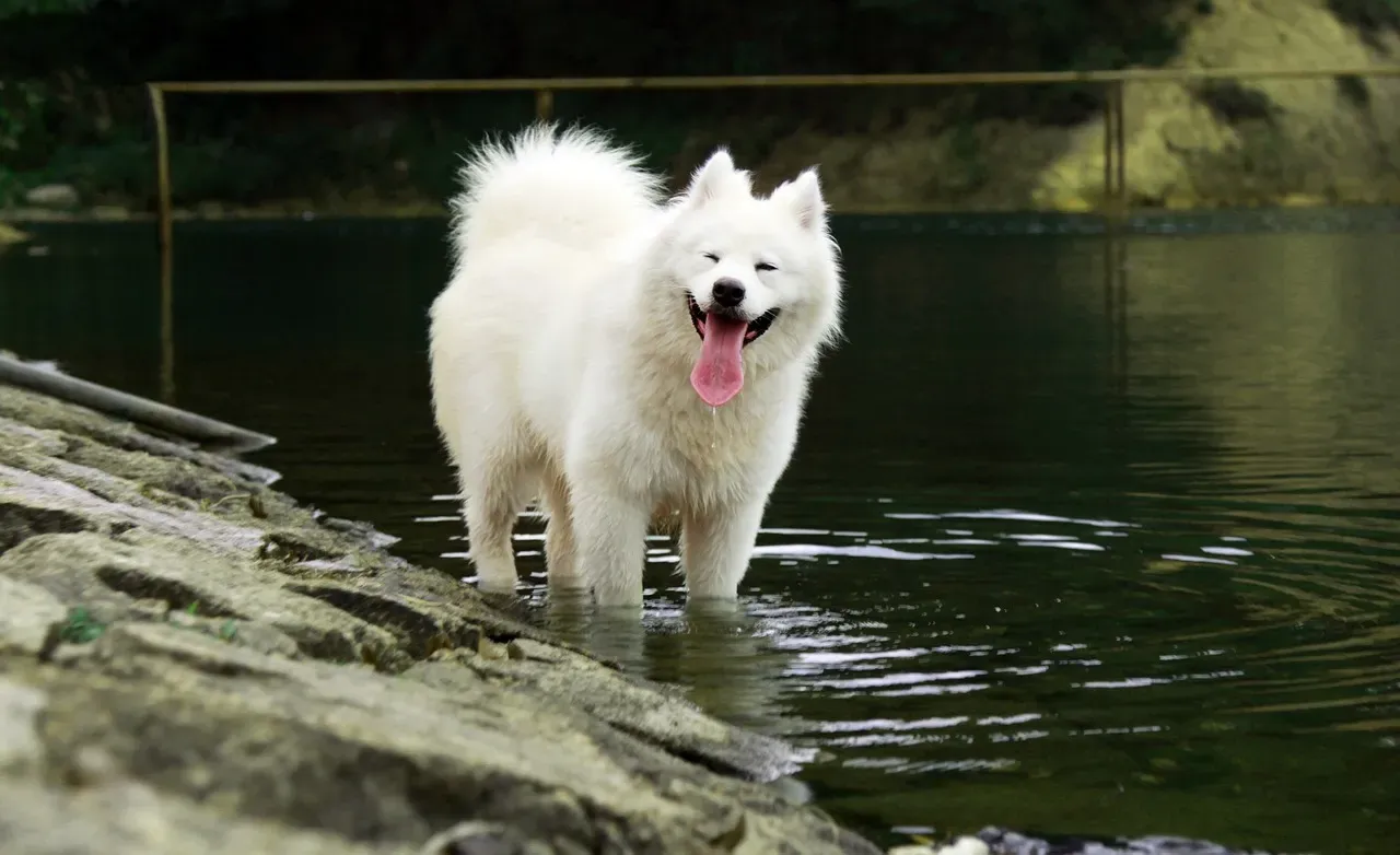 6. Samoyed: The Smiling Arctic Spirit (Image Credits: Pixabay)