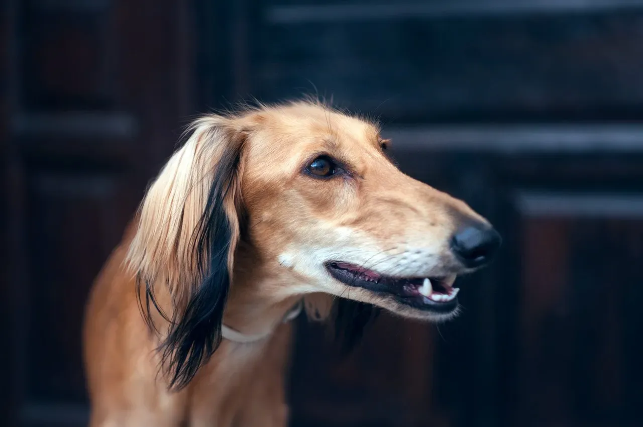 Gemini: The Saluki (Image Credits: Pixabay)