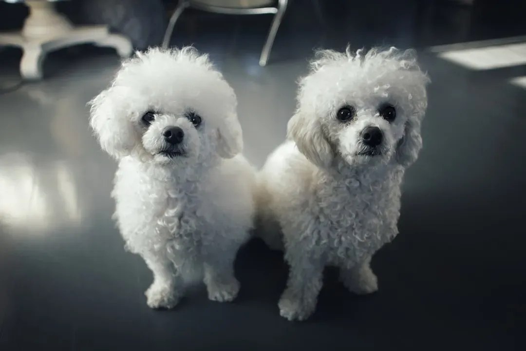 Bichon Frise: The Hypoallergenic Social Butterfly (Image Credits: Unsplash)