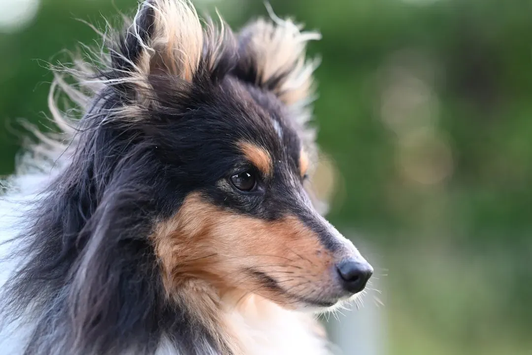 14. Shetland Sheepdog (Sheltie): The Sensitive, Smart Companion (Image Credits: Unsplash)