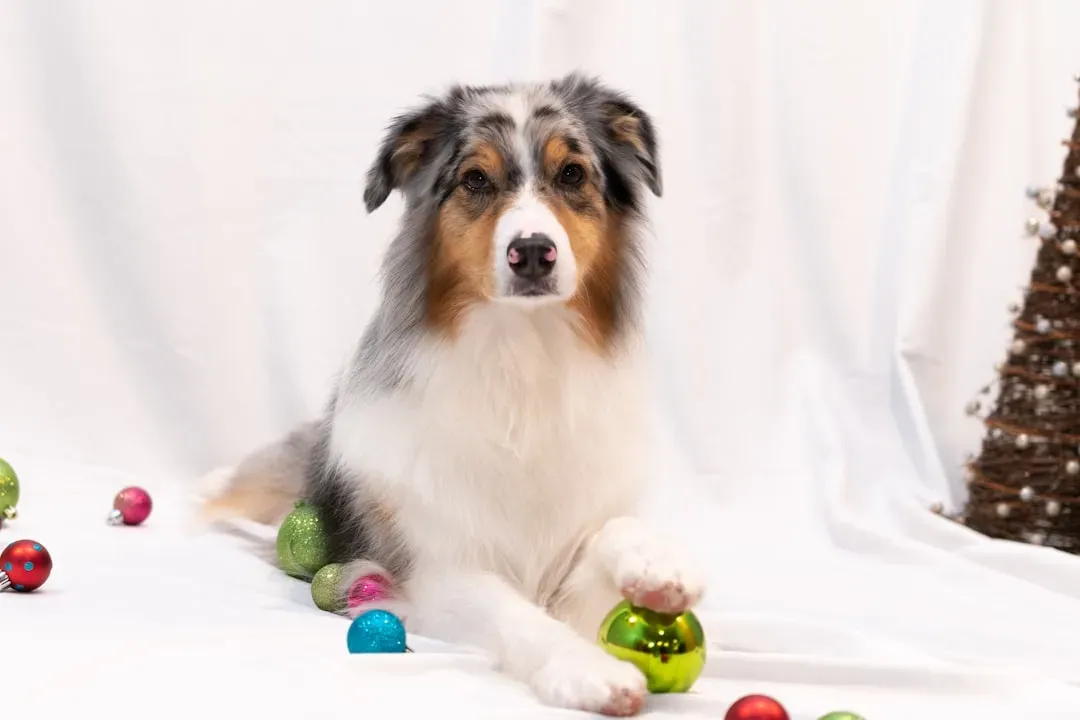 Preparing for Puppies: Considering Birth Timing (Image Credits: Unsplash)