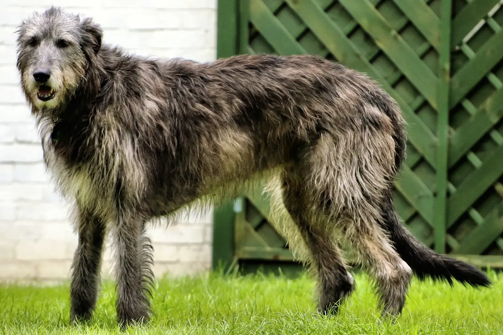 6. Irish Wolfhound: The Quiet Giant With a Therapeutic Soul (By Airwolfhound, CC BY-SA 2.0)