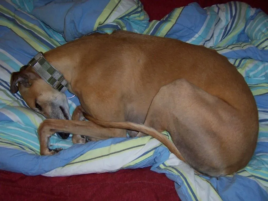 #4 - Sleeping Positions That Reveal Hidden Pain (By Chaoticfluffy, CC BY-SA 3.0)