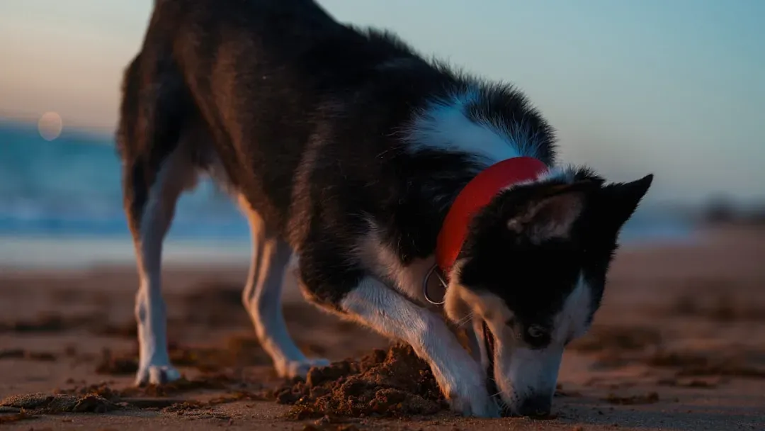 3. Digging Like It's a Full-Time Job (Image Credits: Unsplash)