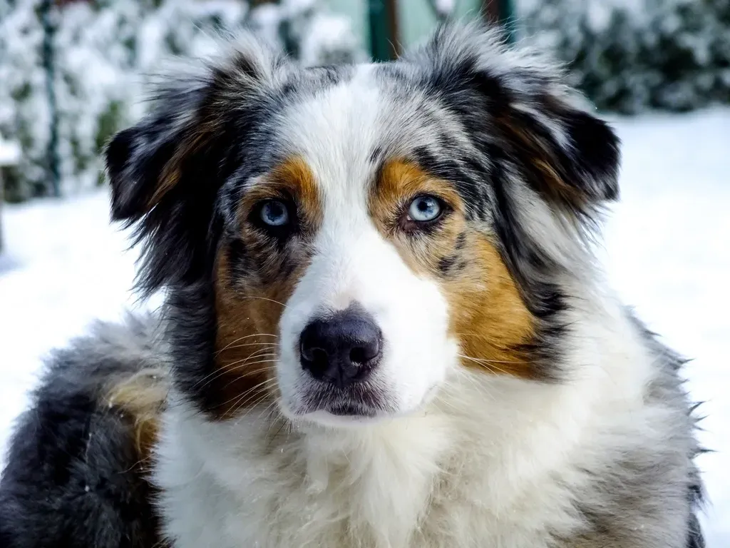 4. Australian Shepherd (Image Credits: Rawpixel)