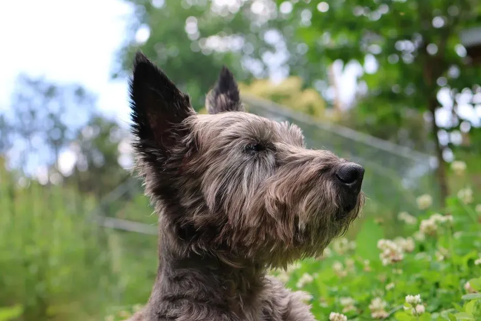 Scottish Deerhound: The Quiet Noble (Image Credits: Pexels)