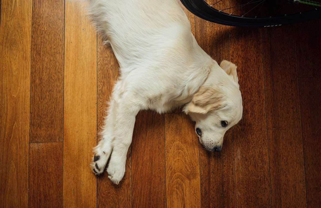 Flooring and Surface Considerations (Image Credits: Unsplash)