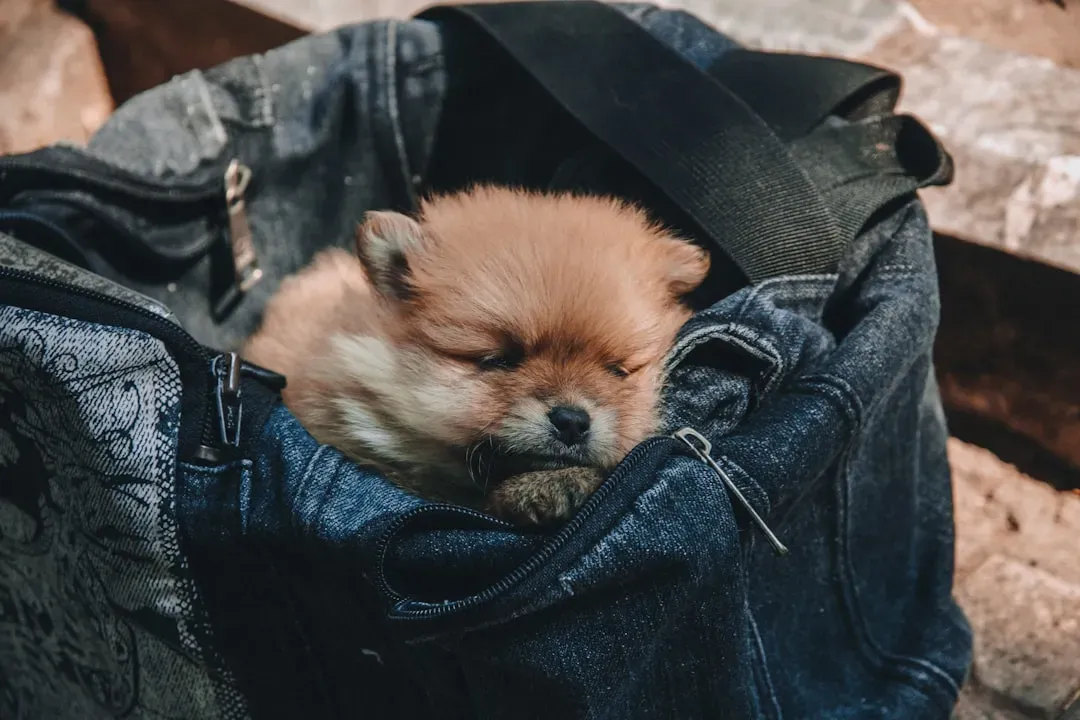 6. They Steal Your Clothes and Sleep on Them (Image Credits: Unsplash)