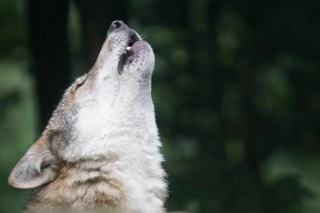 #3: Every Wolf Has a Unique Howl (Image Credits: Rawpixel)