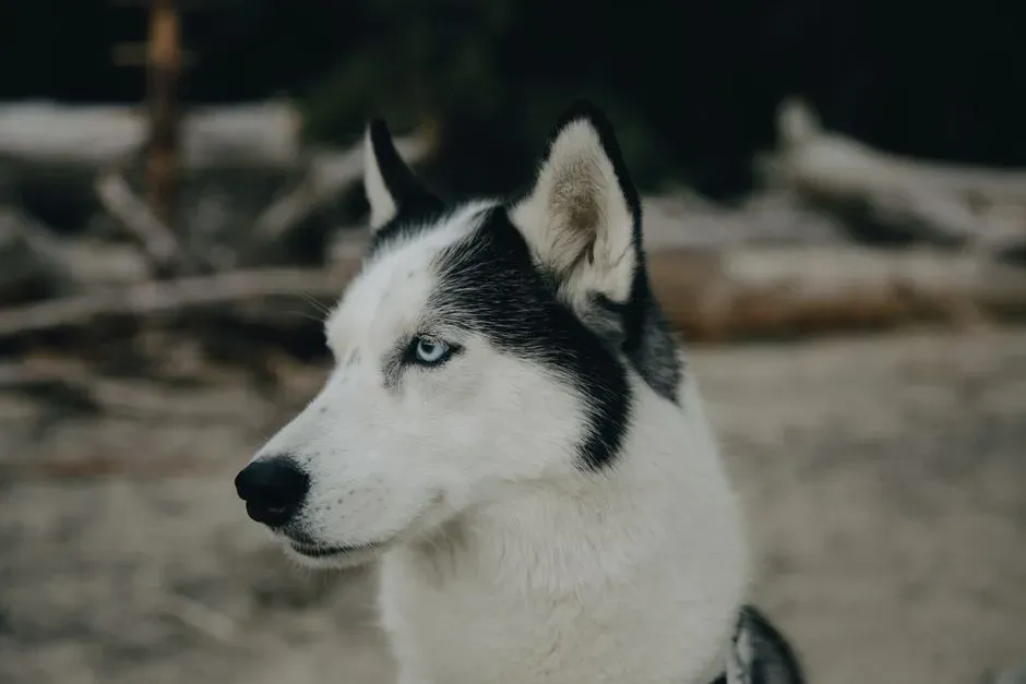 Aquarius Appreciates the Husky’s Independent Spirit (Image Credits: Pexels)