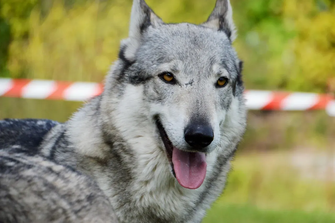 1 – Czechoslovakian Wolfdog (Image Credits: Pixabay)