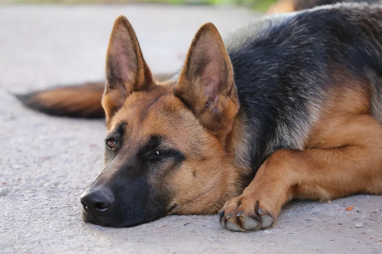 German Shepherd: The Protector Who Never Clocks Out (Image Credits: Pixabay)