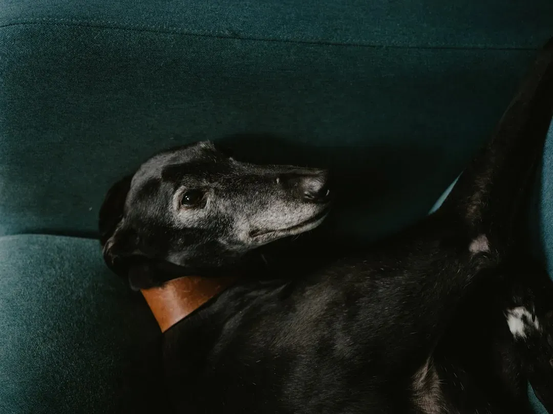 Greyhound: The Couch Potato Speedster (Image Credits: Unsplash)