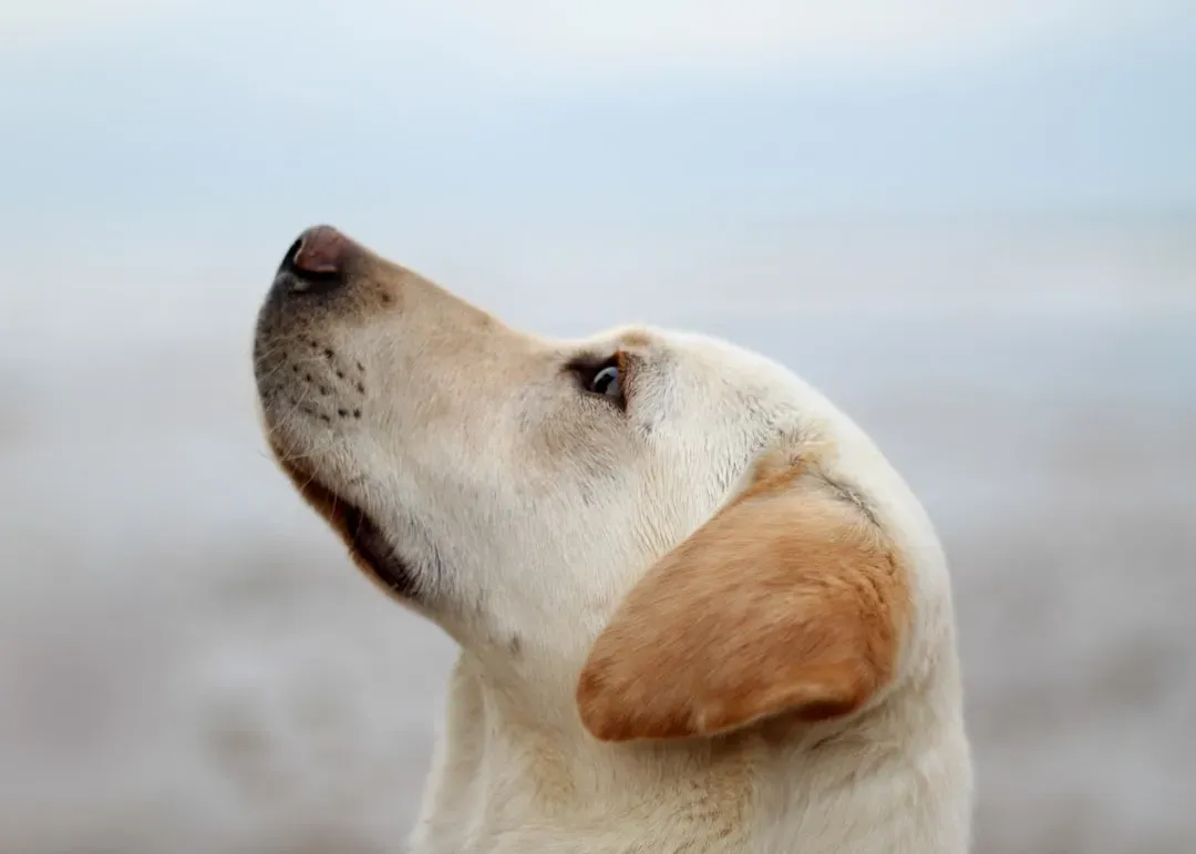 Silent Dog Whistles (Image Credits: Unsplash)