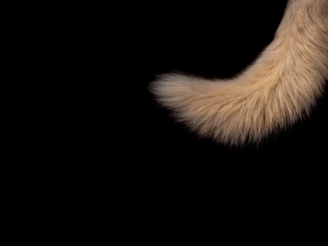 The Tail (Image Credits: Unsplash)