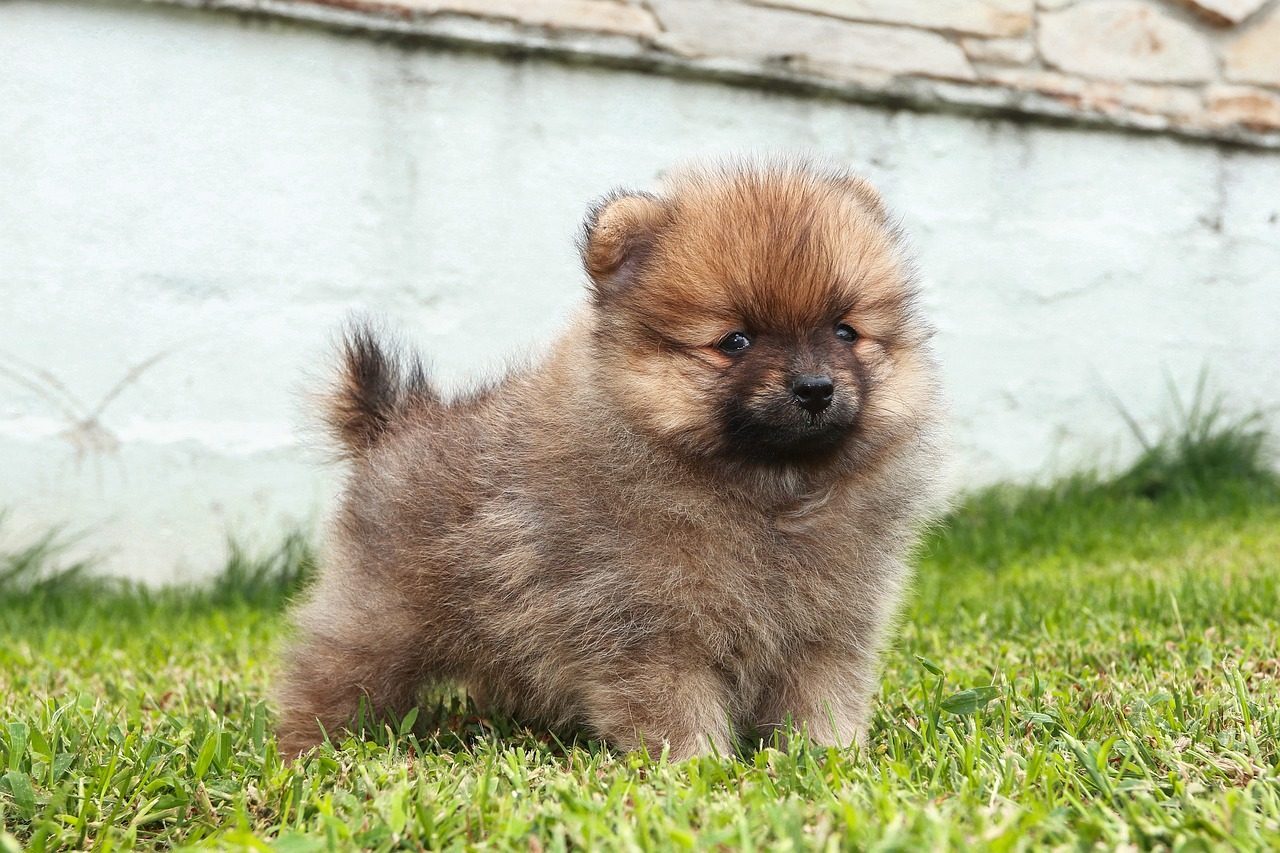 Pomeranian: Playful Lap Dog (Image Credits: Pixabay)