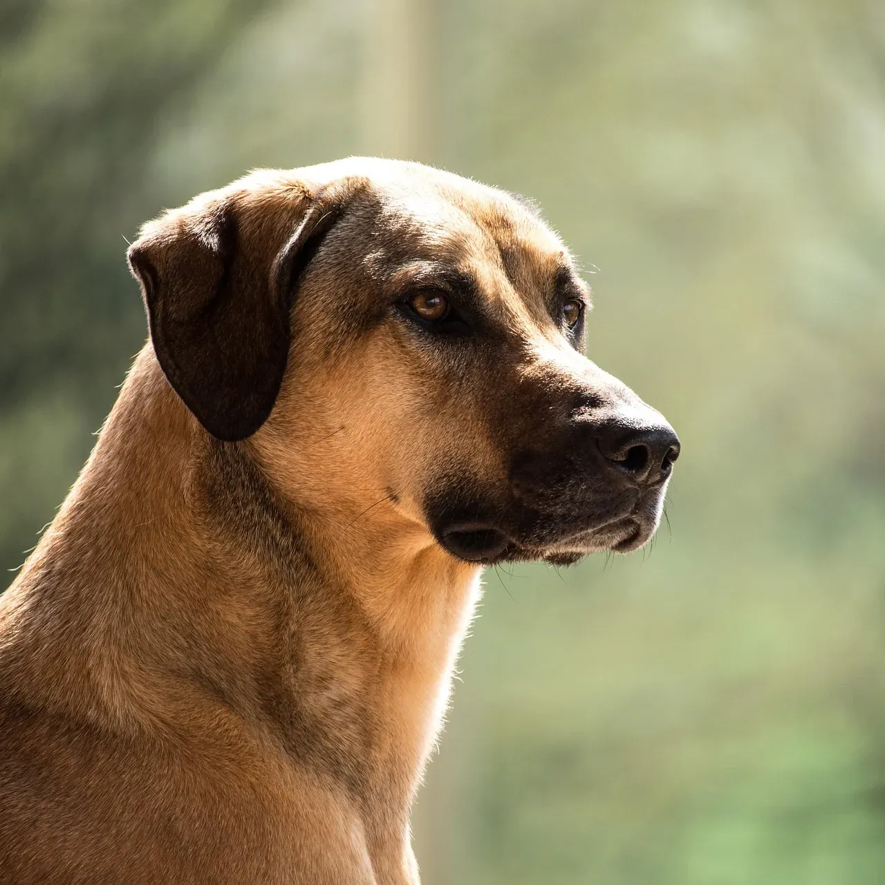 #12 - Who the Dog Thinks Is in Charge of Keeping Everyone Safe (Image Credits: Pixabay)