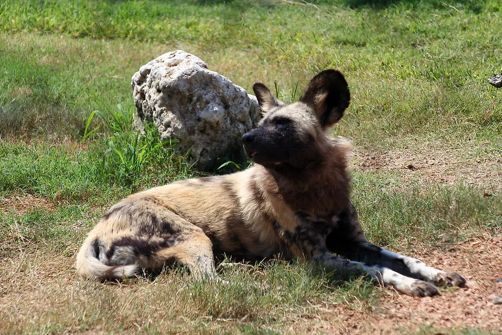 Instincts from the Wild: A Legacy of Survival (kittenfc, Flickr, CC BY 2.0)