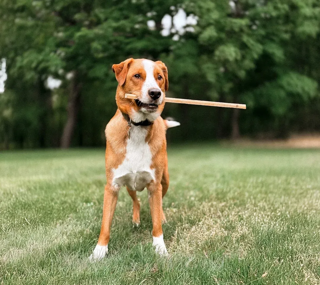 Unveiling the Provisioning Instinct (Image Credits: Unsplash)