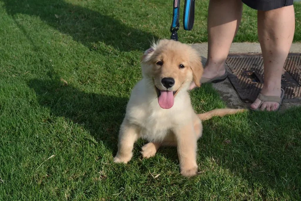 Knowing When to Ask for Help and Adjust Expectations (Image Credits: Flickr)