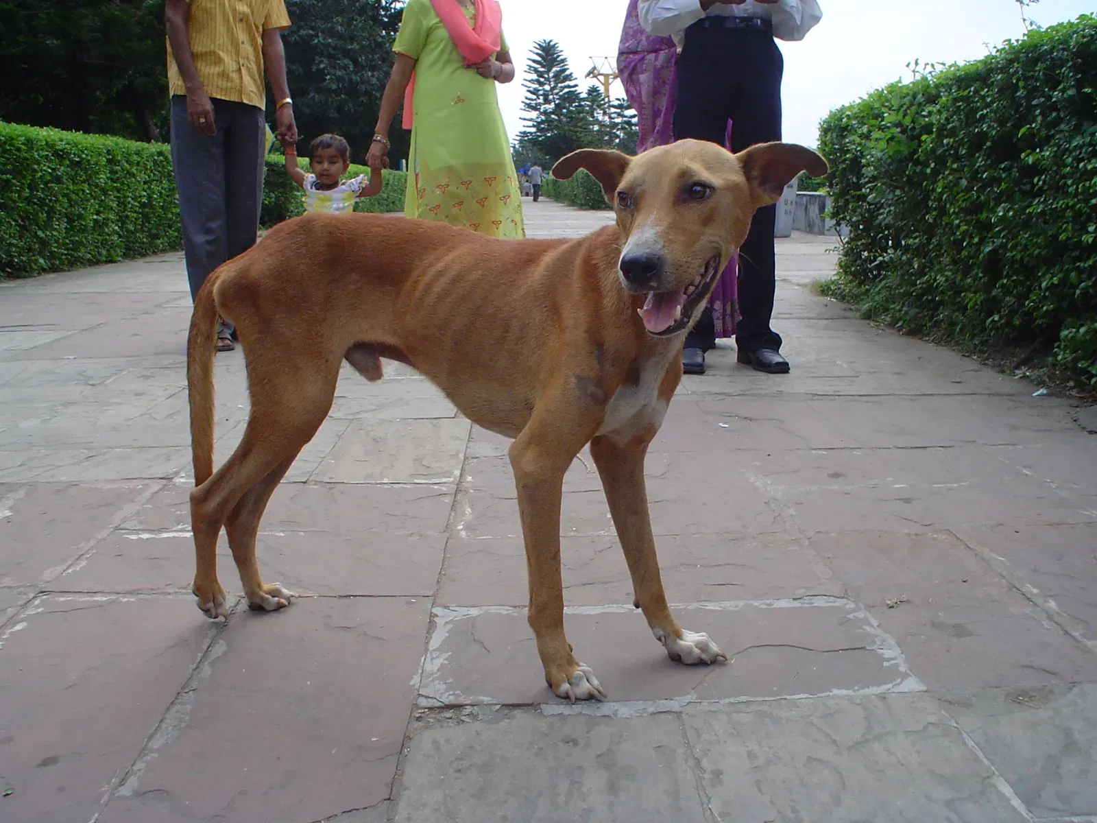 1. Unexplained Weight Loss or Gain (By Biswarup Ganguly, CC BY 3.0)