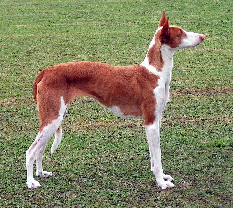 14. Ibizan Hound: Lightweight Body, Big Heat Advantage (By Jan Eduard, corrected by Pleple2000, CC BY-SA 3.0)