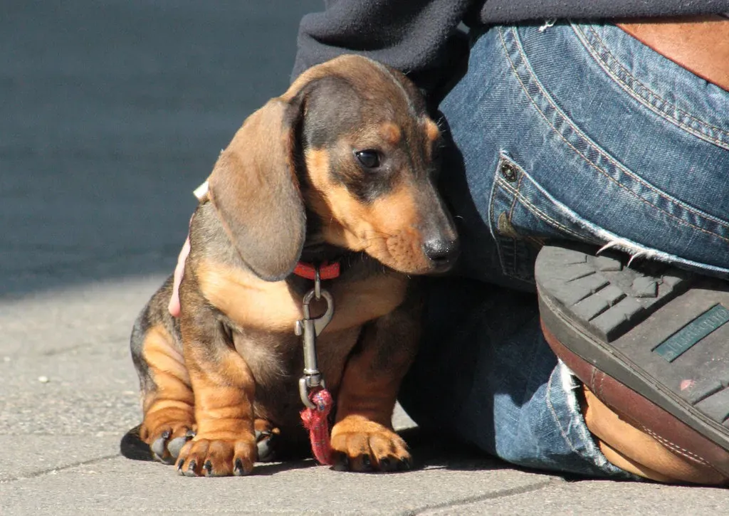 Mechanisms: How Stroking Influences Hormonal Changes (Daisyree Bakker, Flickr, CC BY 2.0)