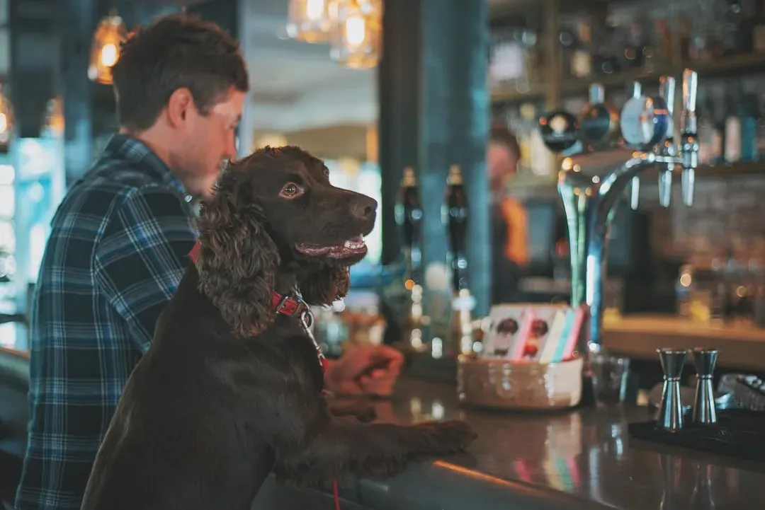 Brew Pubs, Patios, and Pup-Friendly Hangouts (Image Credits: Unsplash)
