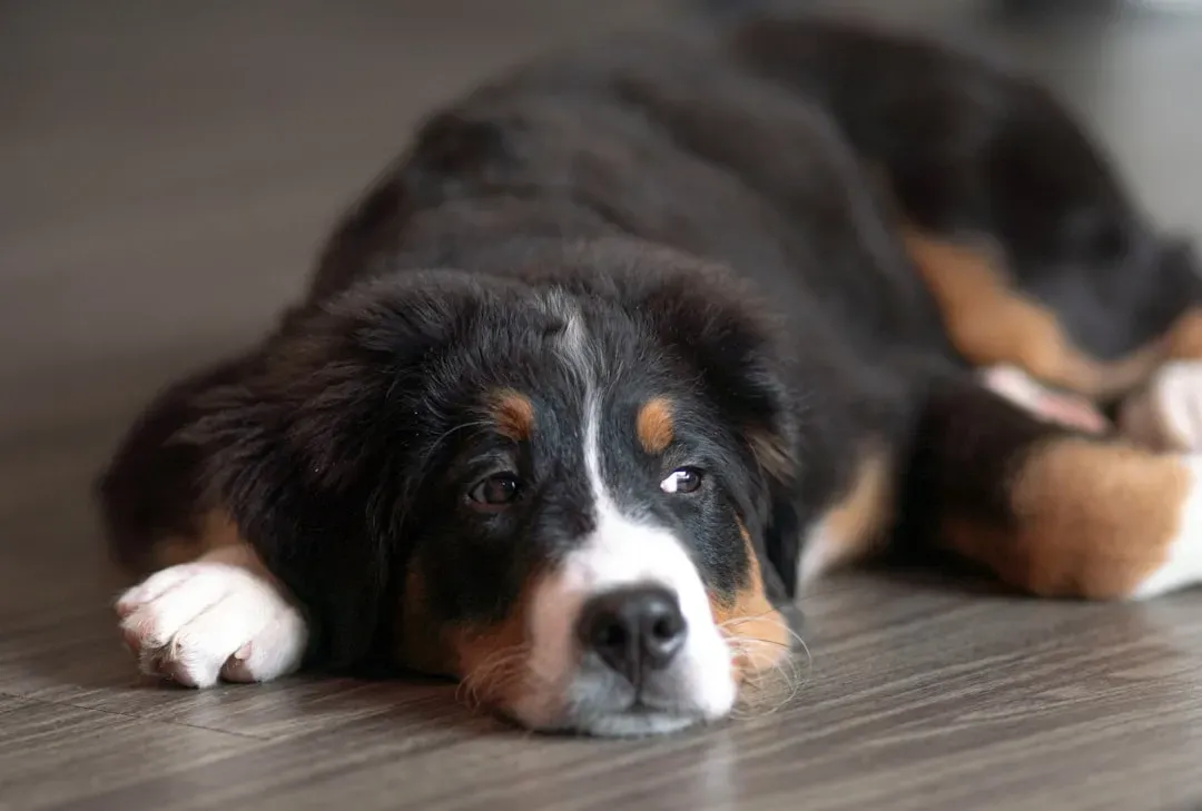 7. Bernese Mountain Dog: The Gentle Giant Who Just Wants to Lean on You (Image Credits: Unsplash)