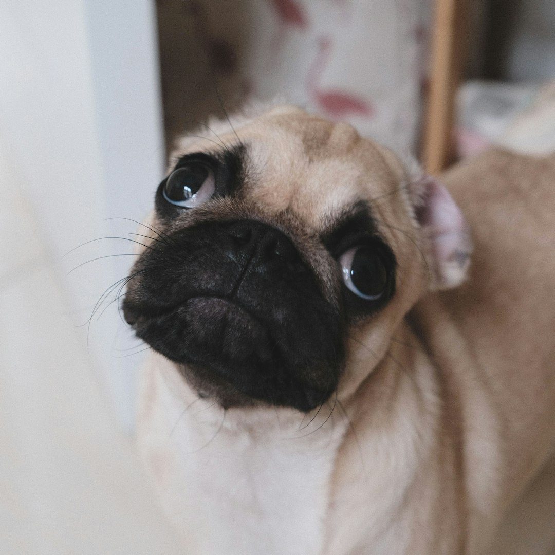 The Pug: Small Package, Big Personality, Minimal Energy (Image Credits: Unsplash)