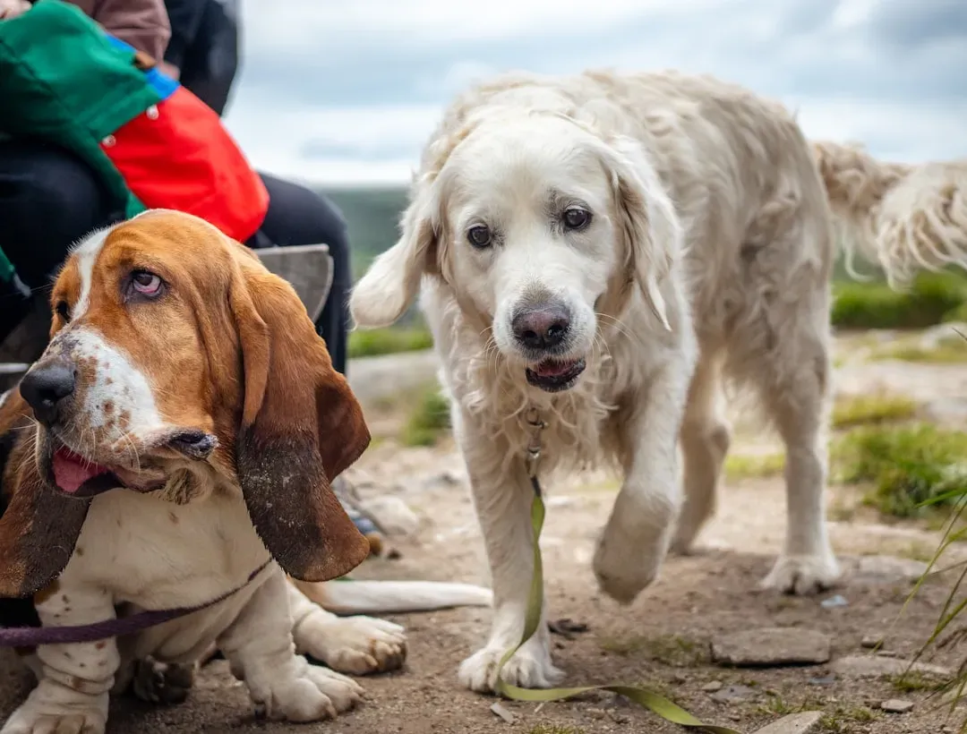 The Emotional Bond: Nurturing the Relationship That Heals You Both (Image Credits: Unsplash)