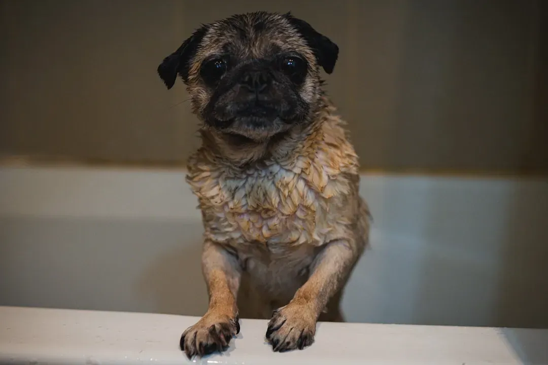 Understanding Why Your Dog Dreads the Tub (Image Credits: Unsplash)