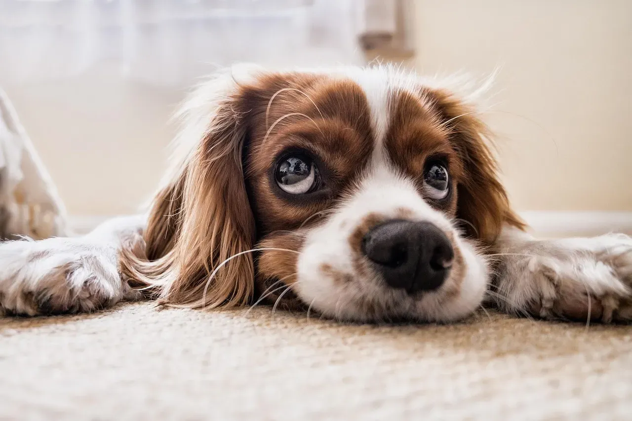 #4 - Whether You Acknowledge Their Emotional State (Image Credits: Pixabay)