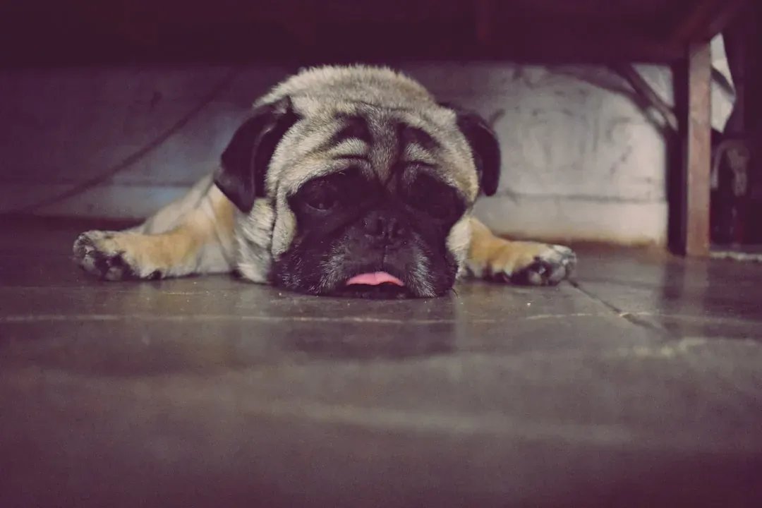 Pug: Maximum Personality, Minimum Effort (Image Credits: Unsplash)