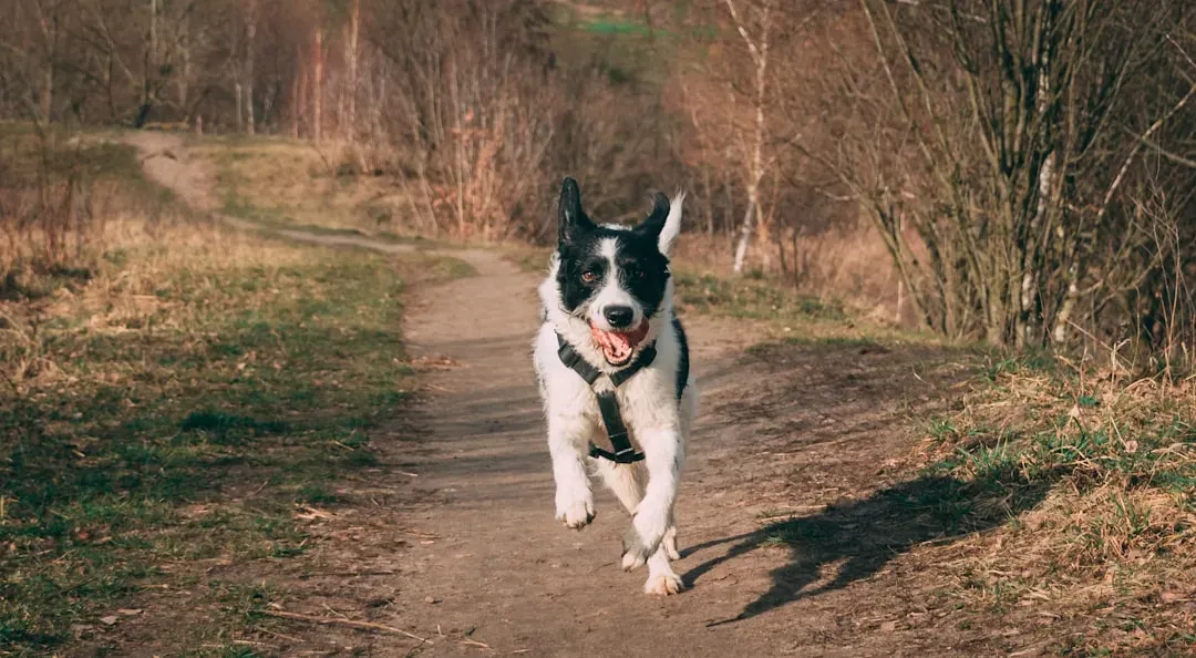 11. Performing the Joyful "Zoomies" (Image Credits: Unsplash)