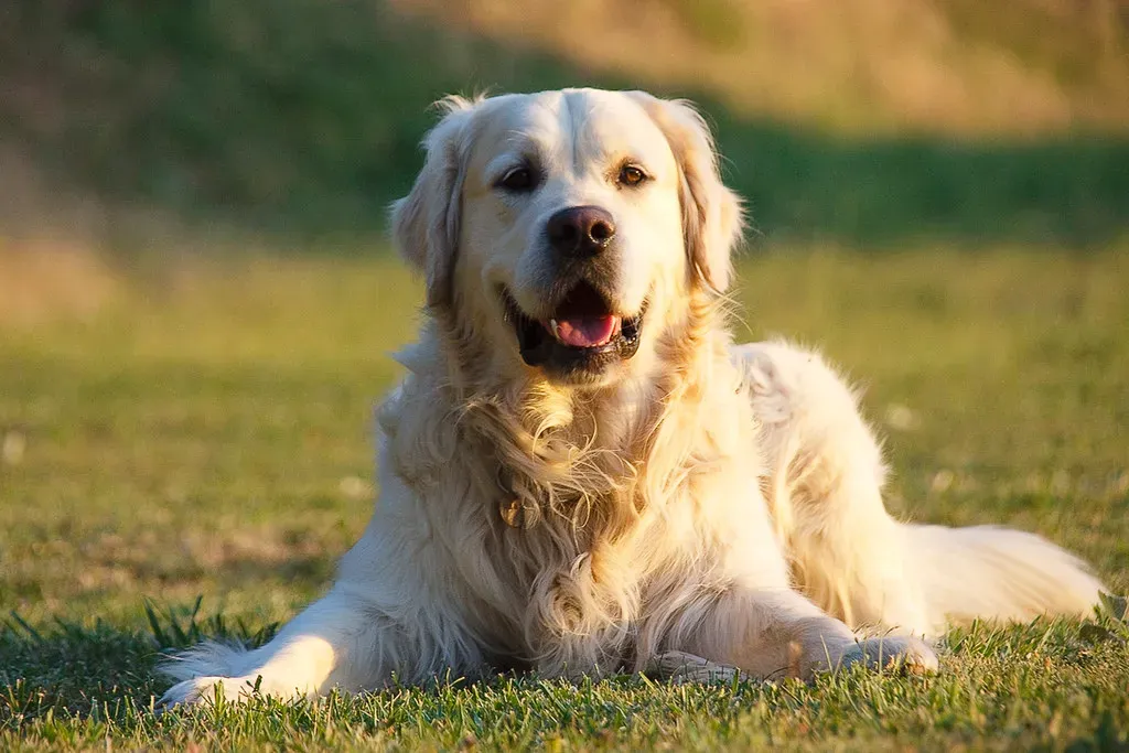 Understanding Your Family's Energy and Activity Level (Image Credits: Flickr)