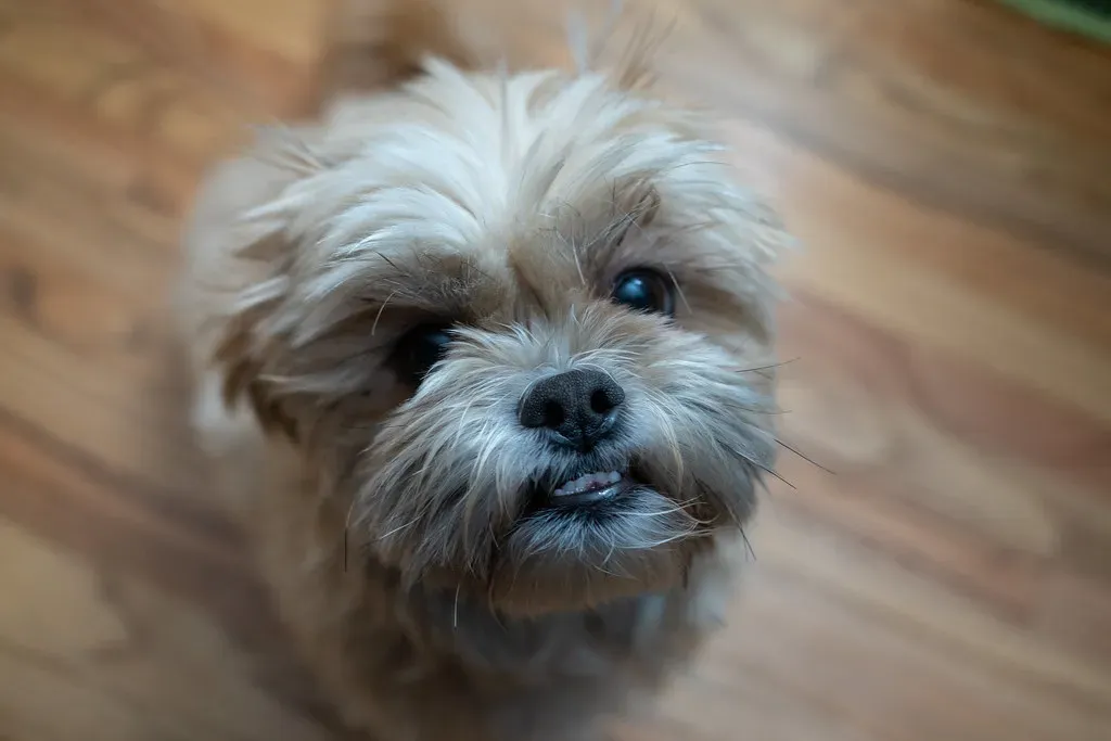 5. Shih Tzu: The Royal Apartment Dweller (Image Credits: Flickr)