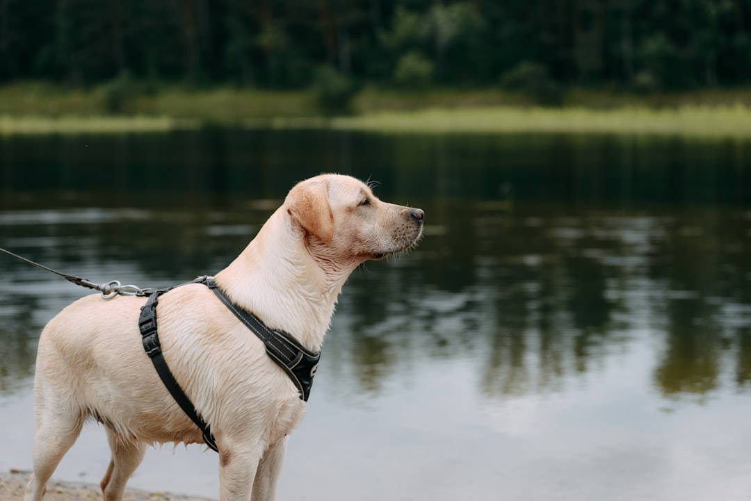 Labrador Retriever: The Active Retiree's Best Friend (Image Credits: Unsplash)