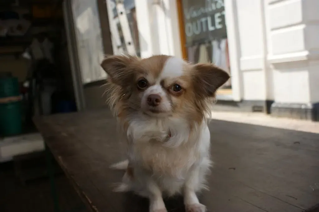 #10 - The Chihuahua: Tiny Frame, Enormous Loyalty (havankevin, Flickr, CC BY 2.0)