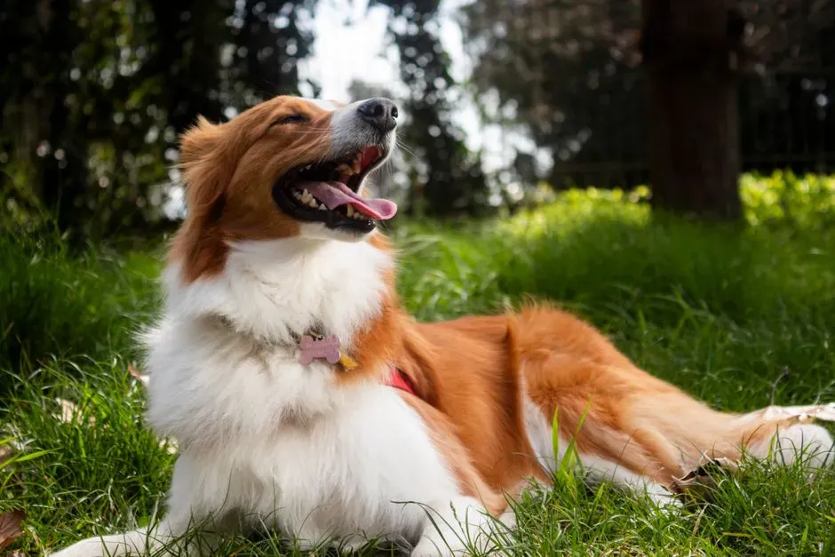 Expressions of Contentment (Image Credits: Pexels)