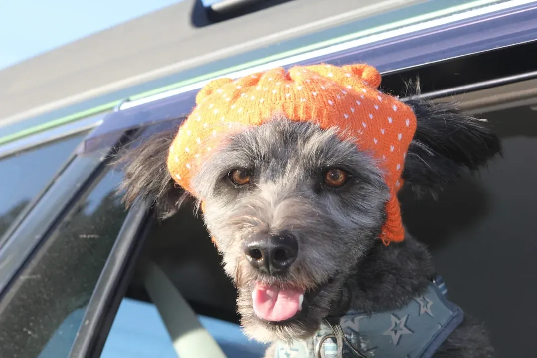 4. Car Rides and Little Adventures (Image Credits: Unsplash)