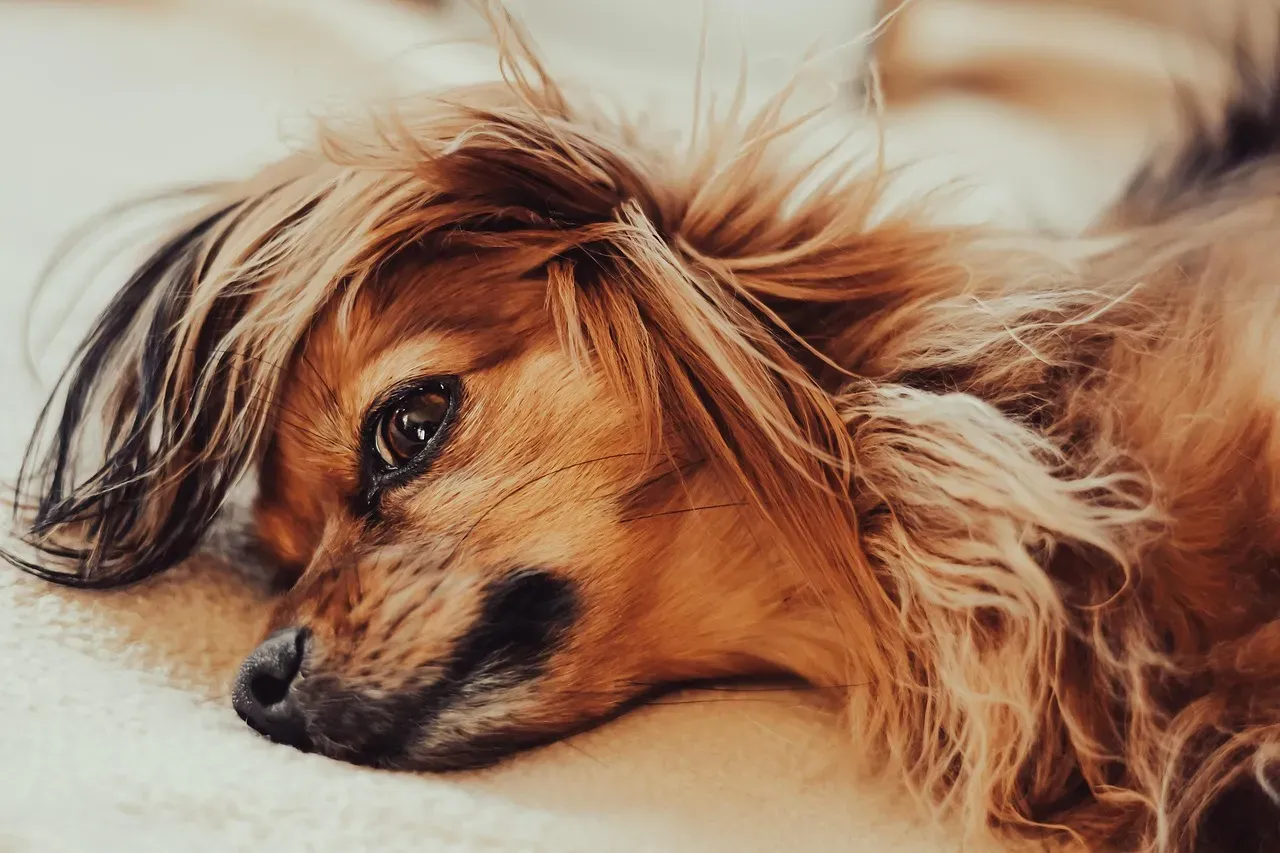 The Tibetan Spaniel: Quiet Companions with Gentle Souls (Image Credits: Pixabay)