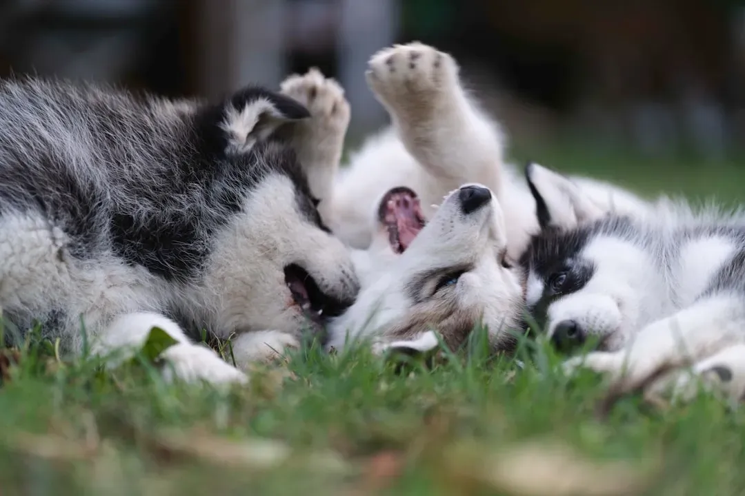 Socialization: Building a Confident, Friendly Dog (Image Credits: Unsplash)